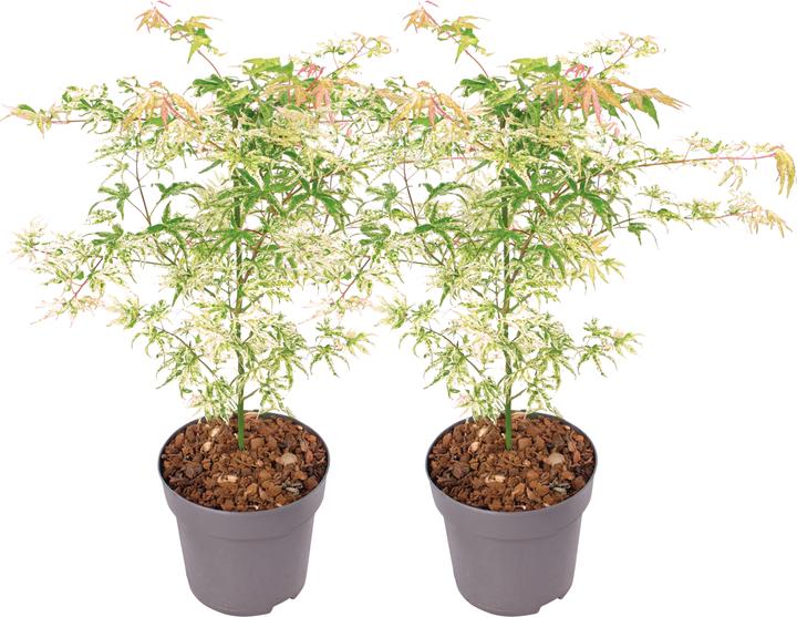 Immagine prodotto Plant in a Box Acer palmatum 'Ukigumo' - Set di 2 aceri giapponesi (50 cm)