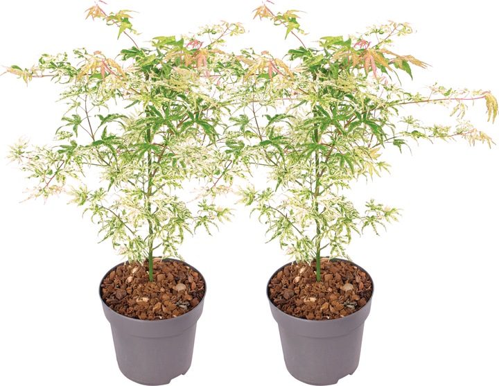 Produktbild Plant in a Box Acer palmatum 'Ukigumo' - 2er Set Japanischer Ahorn (50 cm)