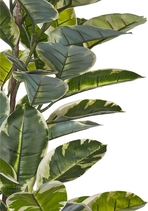 Immagine prodotto Beliani Ficus Elastica (160 cm)