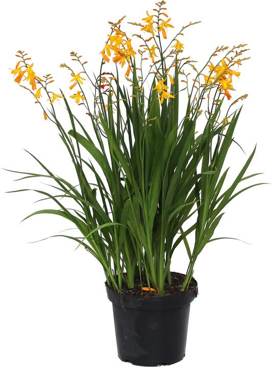 Produktbild Zulauf Crocosmia croc. (x) 'George Davidson' / Monbretie 'George Davidson' (30 cm)