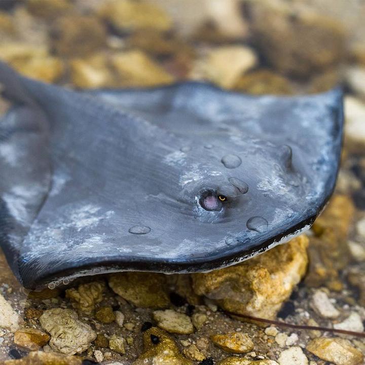 Actual product image Safari Stingray