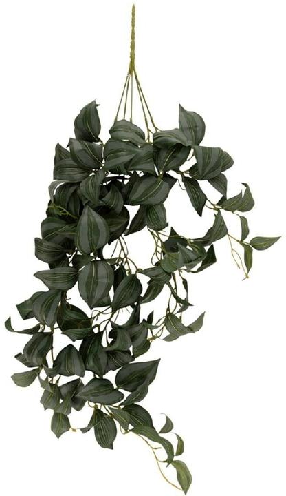 Image du produit present time Hanging Tradescantia (76.20 cm)