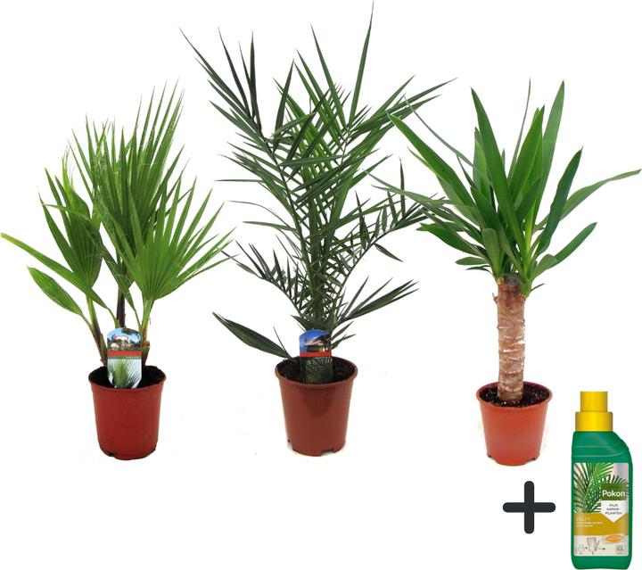 Produktbild Plant in a Box Phoenix canariensis, Yucca Elephantipes, Washingtonia Robusta - 3er Mischung Innenraum Palme + Poko (50 cm)