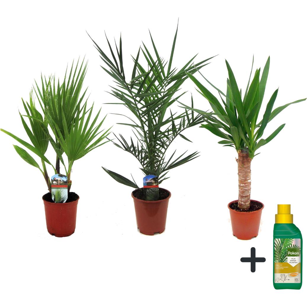 Plant in a Box, Pflanzen, Phoenix canariensis, Yucca Elephantipes, Washingtonia Robusta - 3er Mischung Innenraum Palme +...