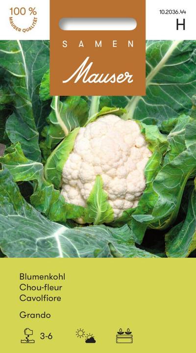 Produktbild Samen Mauser Blumenkohl Grando Profiline (Gemüsesamen)