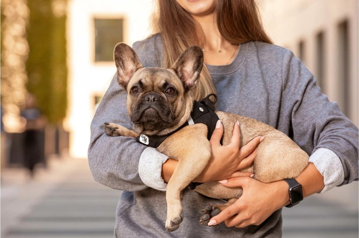 Produktbild Curli Geschirr Vest Air-Mesh S, Sun Orange (S, Hund, Allgemein)