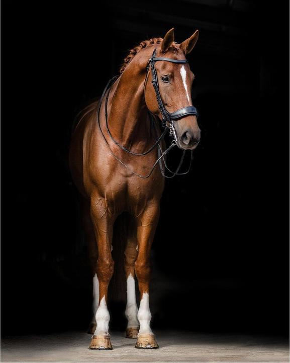 Image du produit Pres Teq Bridon FayPerform