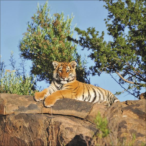 Produktbild Big Cats 2026