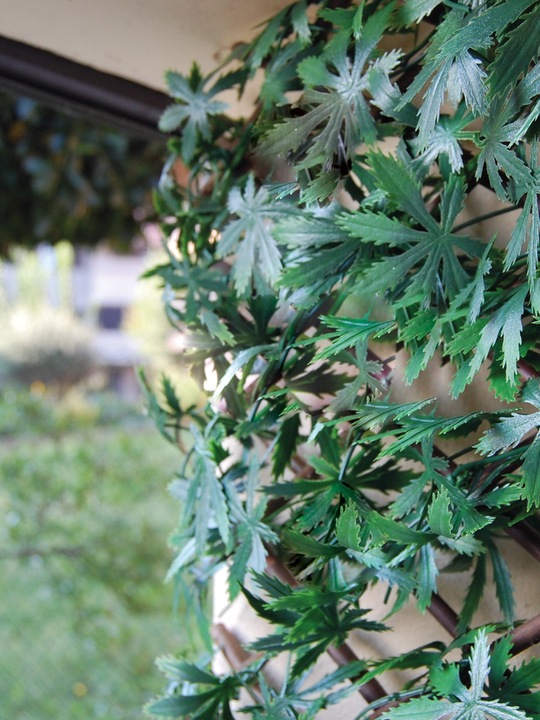 Image du produit Tenax Divy 3D X-Tens Acer Palmatum (200 cm)
