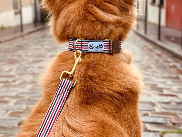 Actual product image French Bandit Dog collar The French Banban (Dog, General)