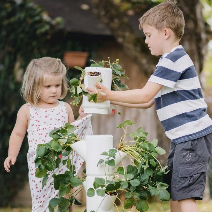 Actual product image Gusta Garden Sissi Strawberry (27 cm)