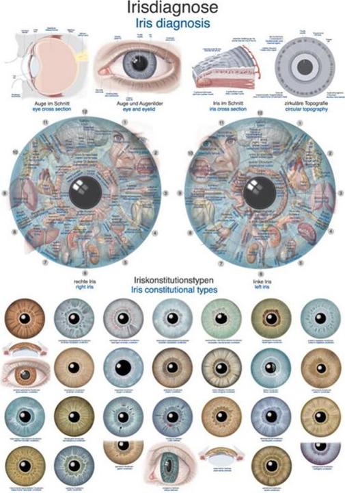 Immagine prodotto Erler Zimmer Lavagna didattica per la diagnosi dell'iride, 50x70cm