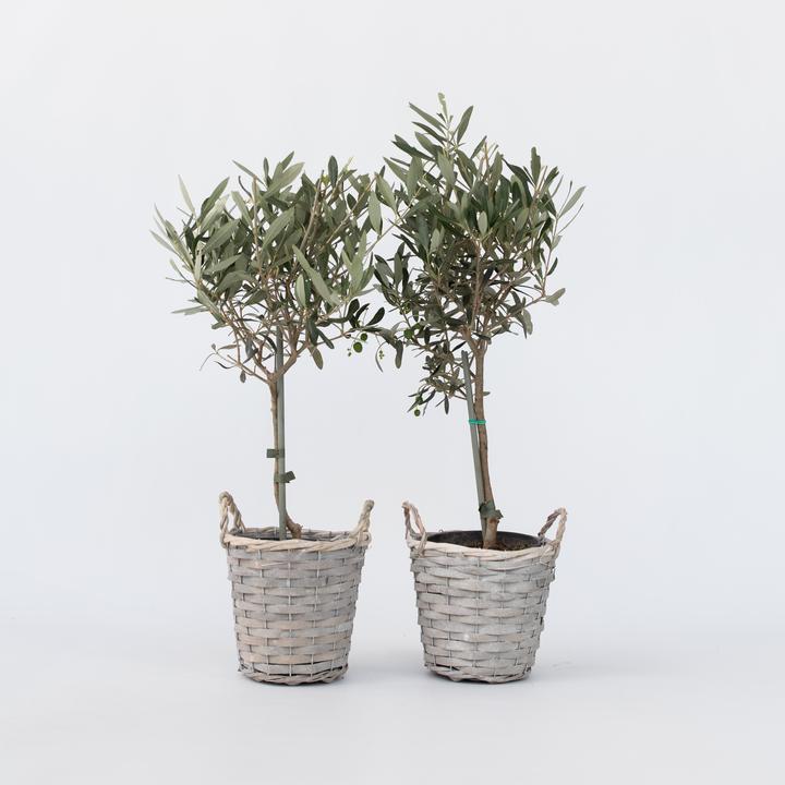 Actual product image Plant in a Box Olea Europaea - Olive tree in a basket (45 cm)