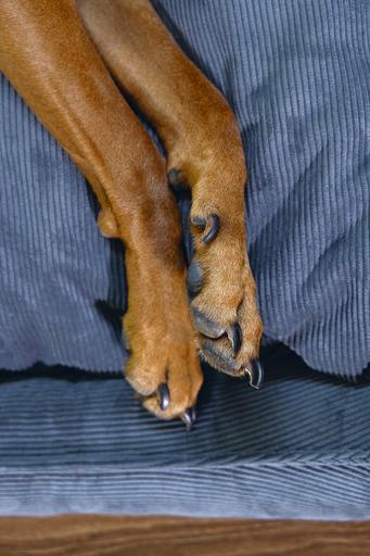 Actual product image Beeztees Veo (Dog)