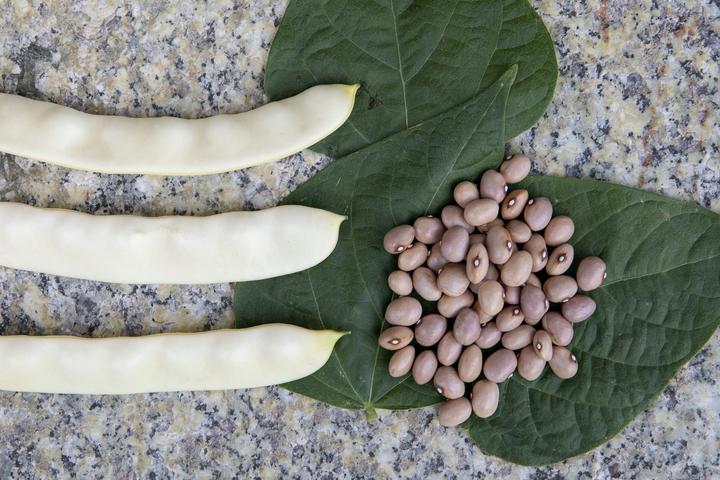 Produktbild Zollinger Bio Stangenbohne, Isérables