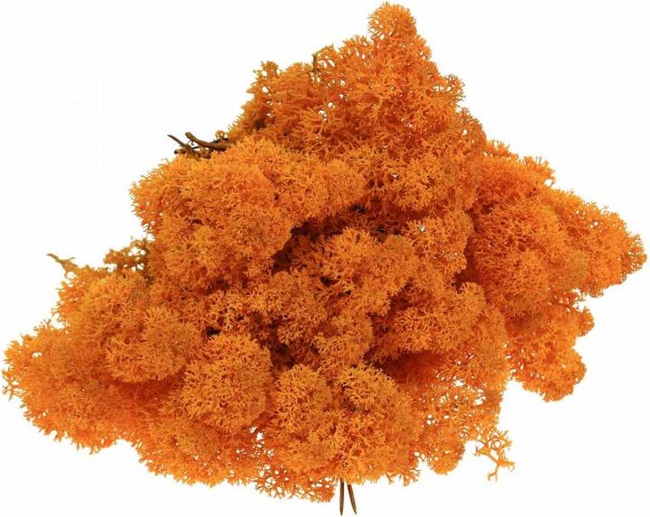 Produktbild Flowerbox Islandmoos