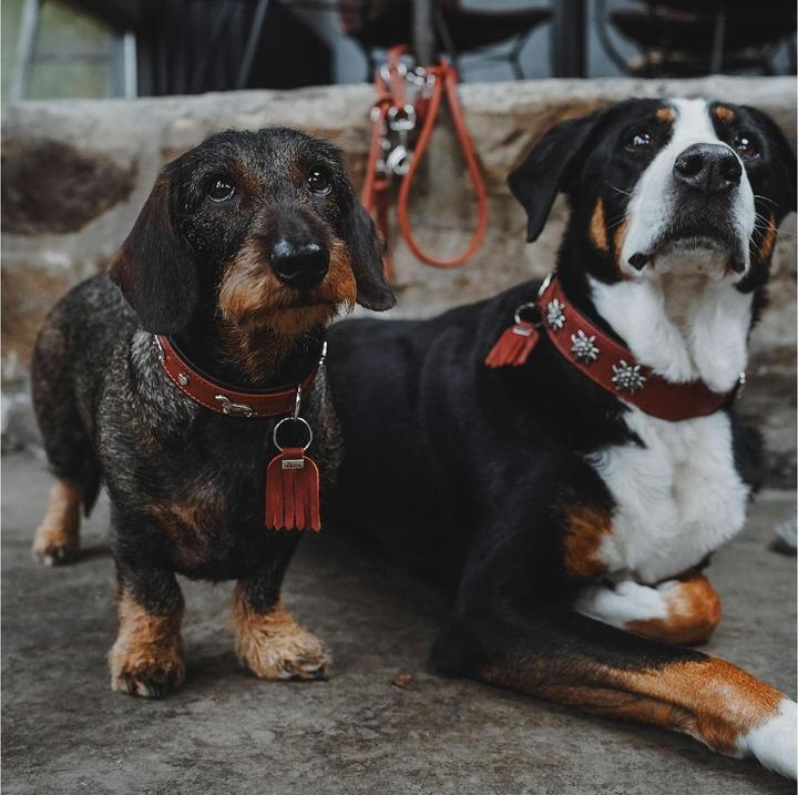 Immagine prodotto Hunter Collare Monaco per cani 42 (42, Cane, Generale)