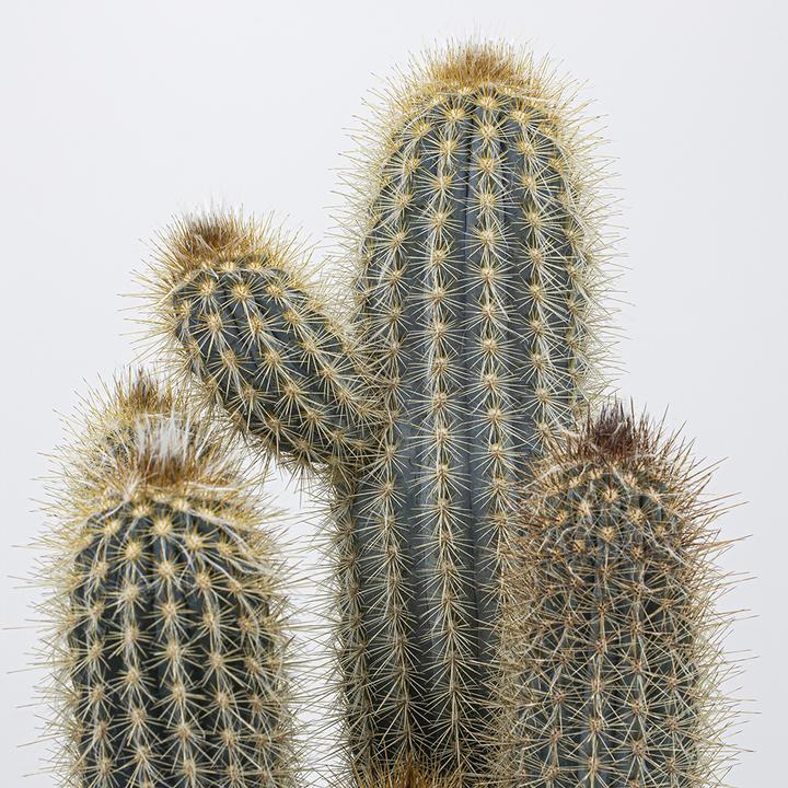 Actual product image Kakteen Gautschi Pilosocereus braunii (20 cm)