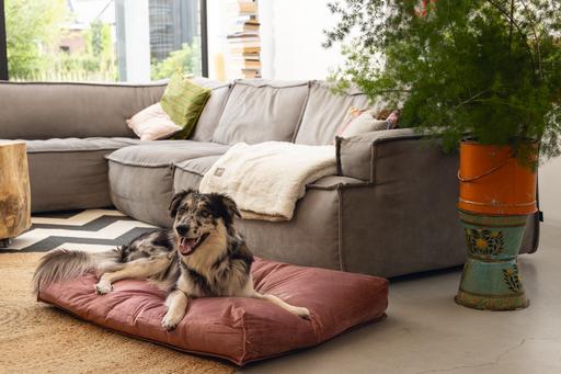 Productafbeelding Designed by Lotte Nalino (Hond)