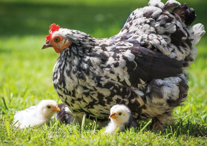 Produktbild Postkartenblock Hühner (1 Stk.)