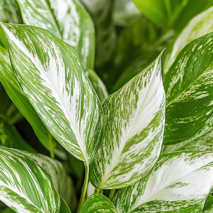 Produktbild Plant in a Box Spathiphyllum Diamond - Diamant-Efeu (40 cm)