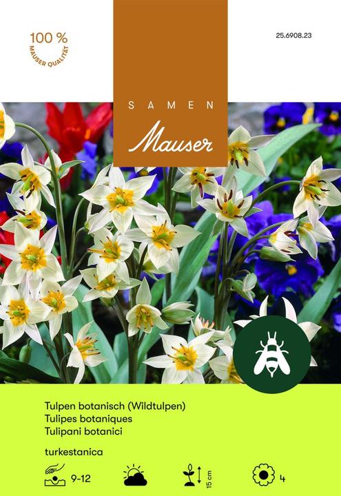 Produktbild Samen Mauser Botanische Tulpe (Blumenzwiebeln)