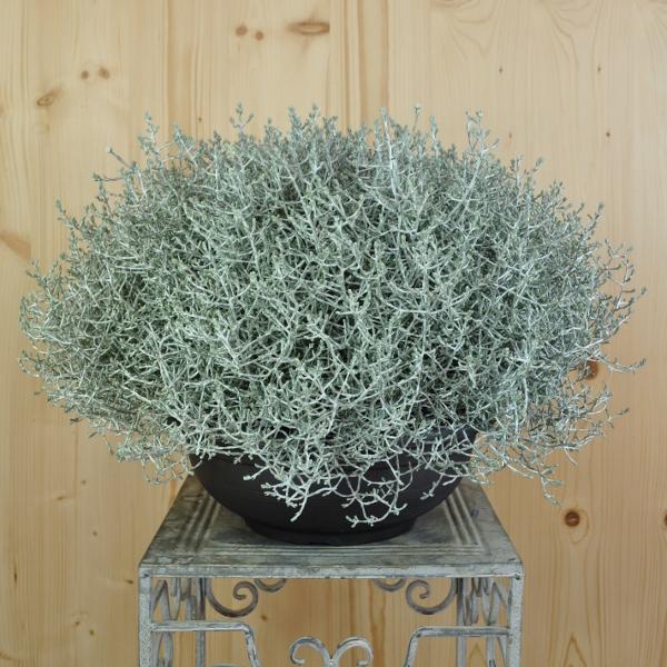 Produktbild Säntispracht Silberkopf - Calocephalus brownii Silver (60 cm)