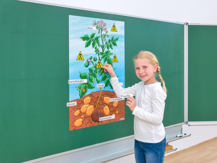 Image du produit Betzold La plante de pomme de terre