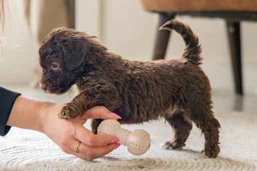 Immagine prodotto Beeztees Manubrio dentale (Gioco da masticare per cani)