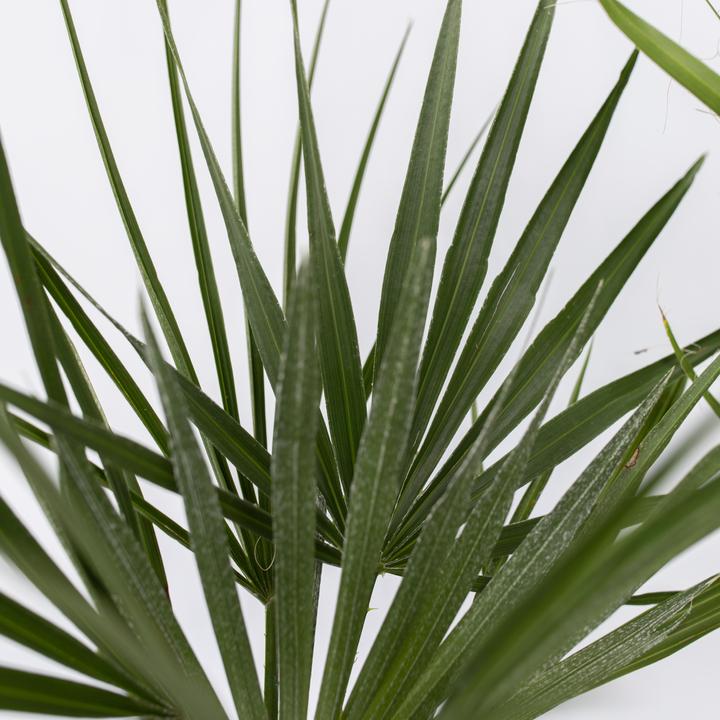 Produktbild Plant in a Box Phoenix canariensis, Chamaerops Humilis, Washingtonia Robusta - 3er Set (50 cm)