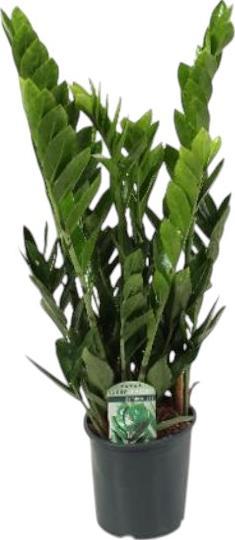 Image du produit Plantlovers Zamioculcas Zamiifolia (Glücksfeder) (70 cm, Fraîchement rempotés)