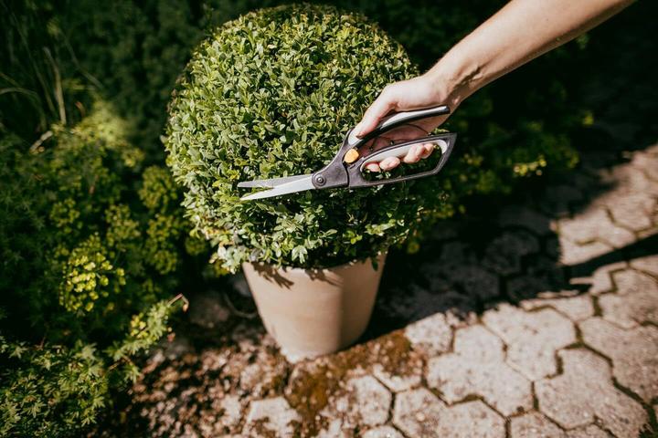 Produktbild Fiskars Buchsbaumschere S50