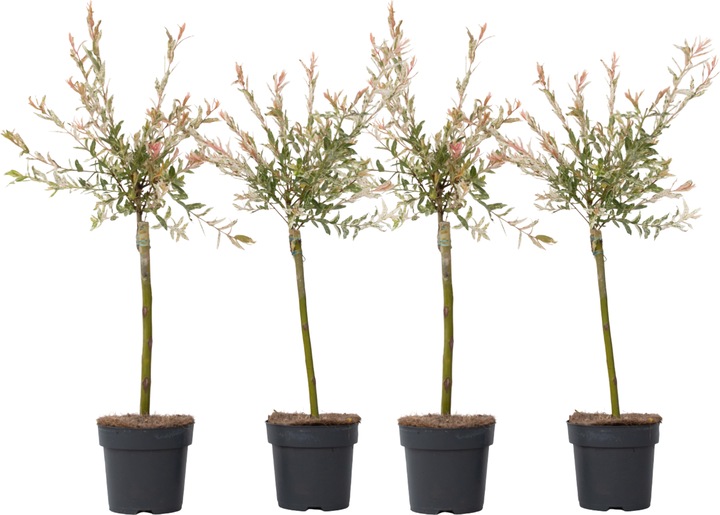 Immagine prodotto Plant in a Box Salix integra 'Flamingo' (60 cm)