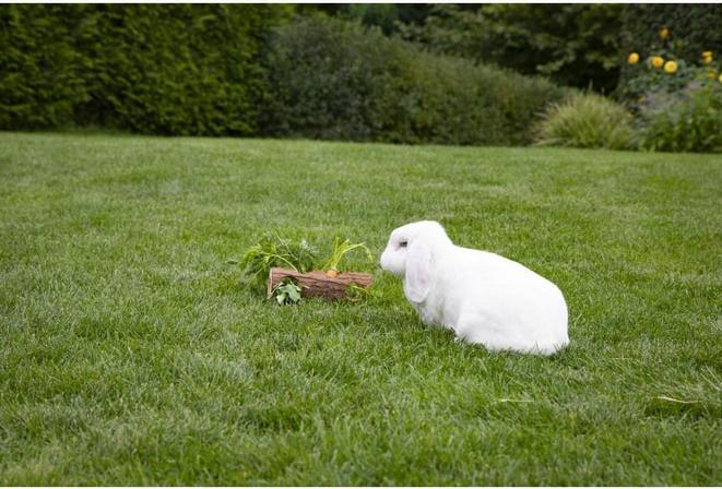 Image du produit Mica Pets Accessoires pour rongeurs - Tunnel pour hamster Nature - environ 20 cm