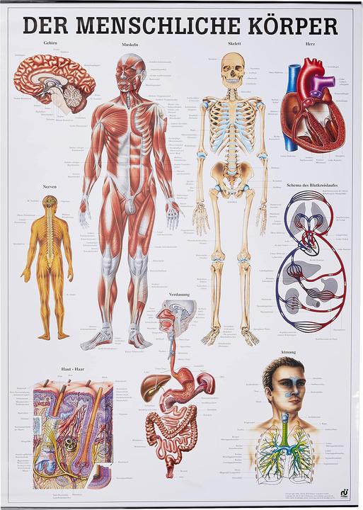 Image du produit Rüdiger Planche anatomique Le corps humain Allemand (70 x 70 cm)