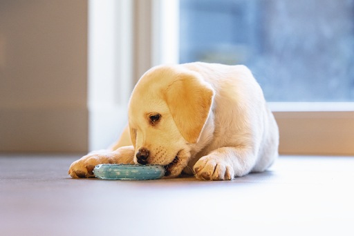 Actual product image Beeztees Cooling bitebite ring (Puppy Toy)