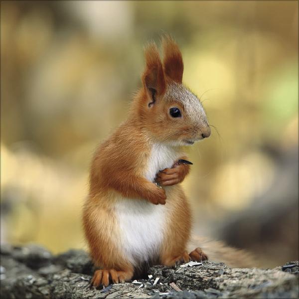 Actual product image Eichhrnchen 2026 (30 x 60 cm, Hardcover, English, French)