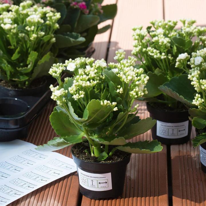 Actual product image Herma Weatherproof labels A4 removable