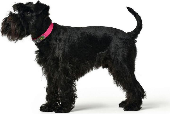 Produktbild Hunter Convenience - dog collar žalias - 50 cm (M, Hund, Allgemein)