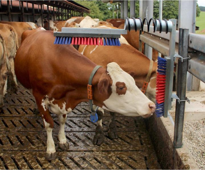 Image du produit Kerbl Brosse à bétail EuroFarm (Chien)