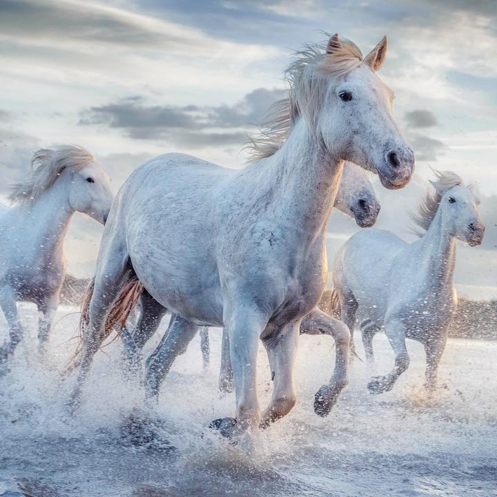 Produktbild Magic Horses 2026 (30x30cm)