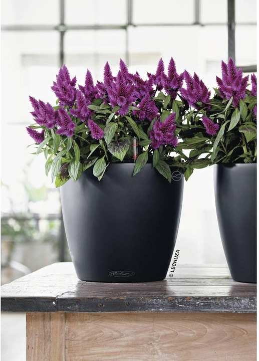 Image du produit Lechuza Classico Color (21.50 cm)