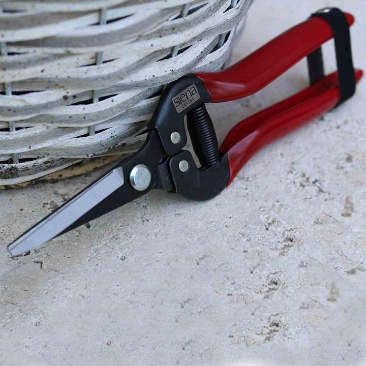 Productafbeelding Siena Garden Premium oogst/bloem Sch