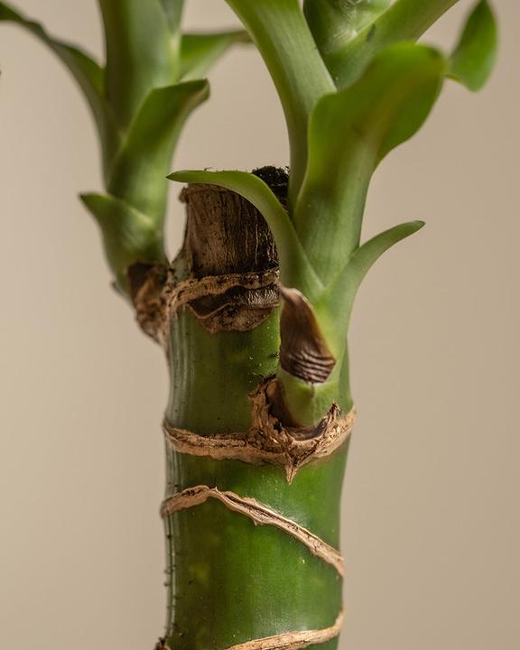 Image du produit feey Grosser Drachenbaum (80 cm, Fraîchement rempotés)