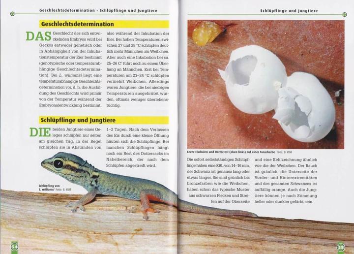 Immagine prodotto Taggeckos 13. Der Türkisblaue Zwerggecko (Tedesco, Beate Röll, 2021)