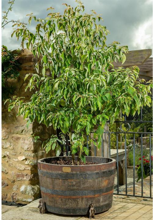 Actual product image Jardinopia Plant Pot Feet Potty Feet Grizzly Bear, Set of 3