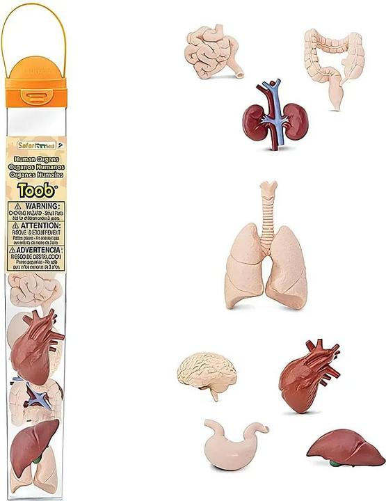 Actual product image Safari Human organs