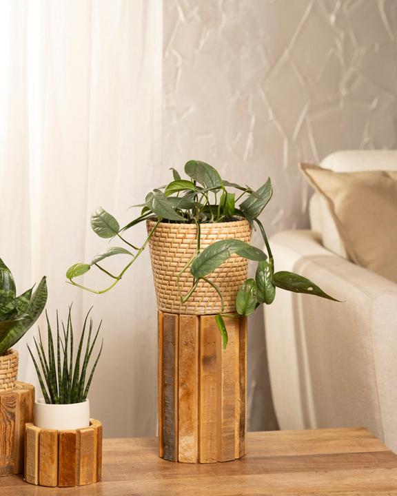 Immagine prodotto feey Epipremnum pinnatum 'Cebu Blue' (25 cm, Appena rinvasata)