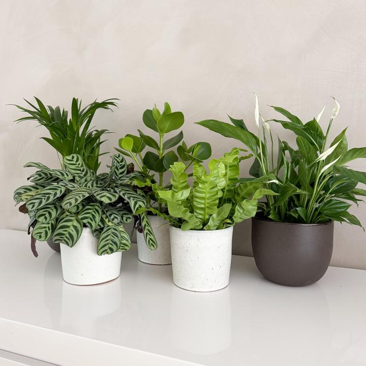 Actual product image Plant in a Box Areca, Asplenium, Clusia, Philodendron, Spathiphyllum - 5 Mix Air Purifying Plants (25 cm)
