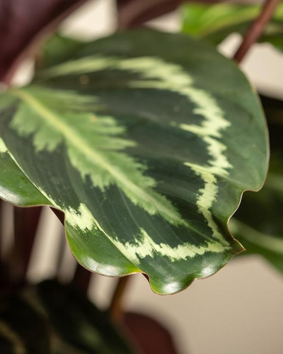Image du produit feey Calathea Roseopicta (50 cm, Fraîchement rempotés, Respectueux des animaux)